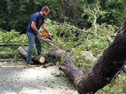 Best Tree Preservation Services  in Bazon, CA