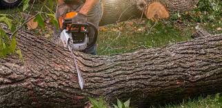 Lawn Renovation and Restoration in Cabazon, CA