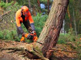 Best Tree Trimming and Pruning  in Bazon, CA