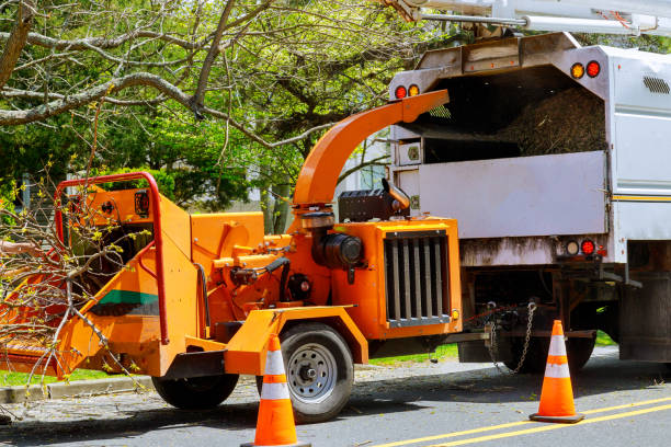 How Our Tree Care Process Works  in  Cabazon, CA