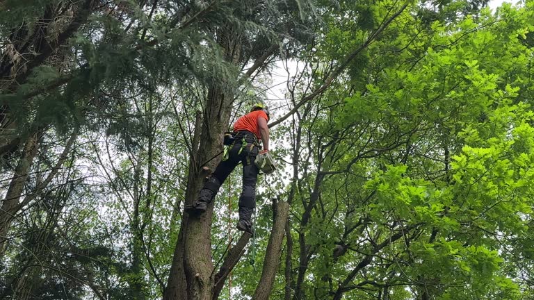 Best Tree and Shrub Care  in Bazon, CA