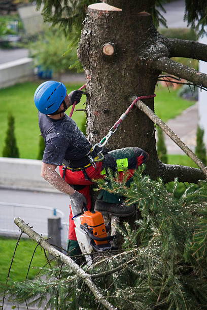 Best Lawn Grading and Leveling  in Bazon, CA